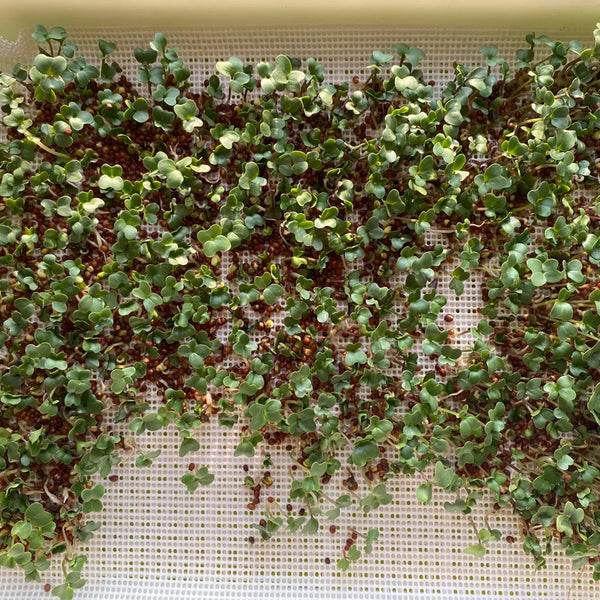 Clean Alfalfa Sprouting Seeds, 30 Grams ≈ 15000 Seeds