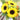 Vincent Yuzu-colored Sunflower, 10 Seeds