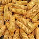 NK718 Corn Maize Hybrid, 200 Seeds