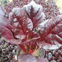 Red-Leaf Chard Seeds, 5g