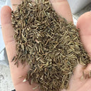 Painted Daisy Seeds, 200 Seeds
