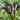 'Black Hero' Calla Lily, 16/18cm Circumference, 1 Bulb