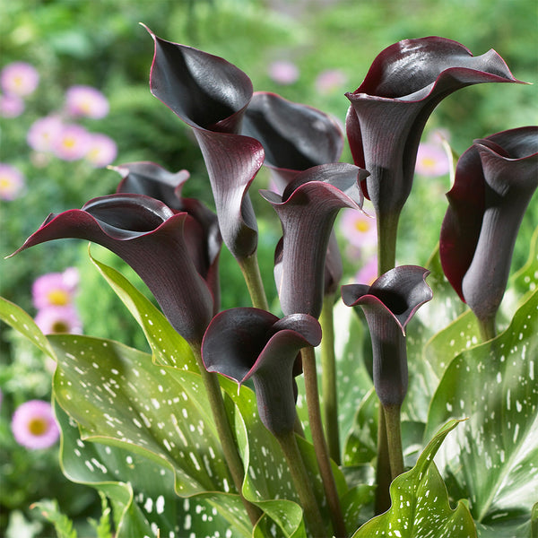 'Black Hero' Calla Lily, 16/18cm Circumference, 1 Bulb
