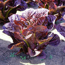 Purple Roman Lettuce Seeds, 10g