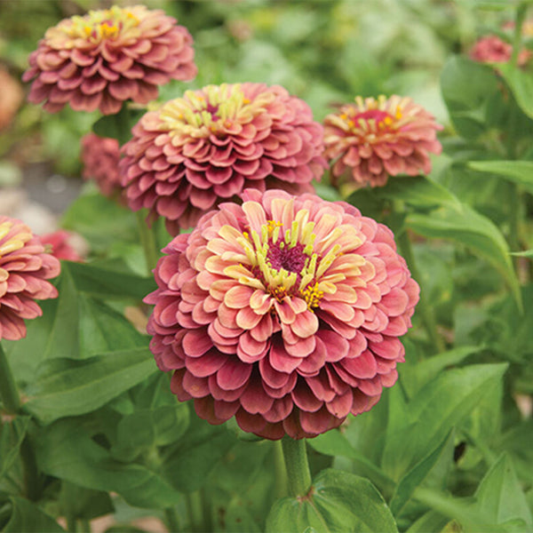 Zinnia elegans 'Queeny Lime Red', 5 Seeds