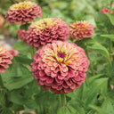 Zinnia elegans 'Queeny Lime Red', 5 Seeds