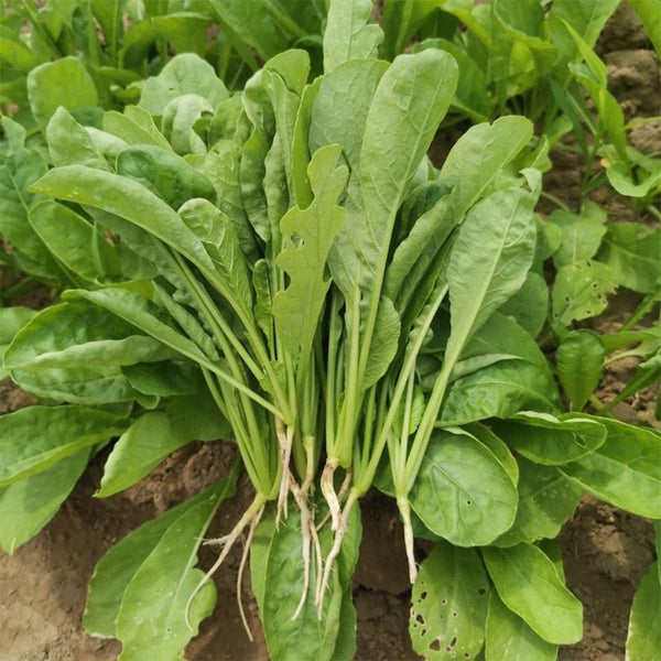 'Jiemei' Fast-Growing Radish Sprouts Seeds, 20g