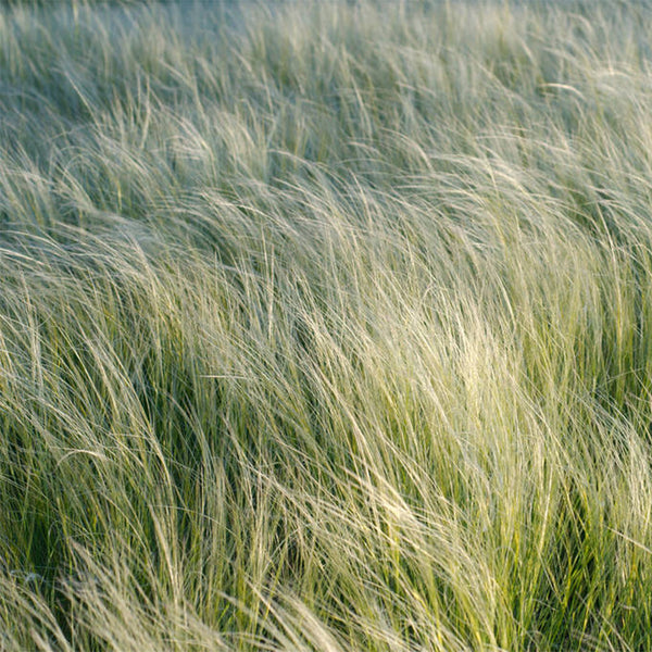 Mexican Feathergrass, 50 Seeds