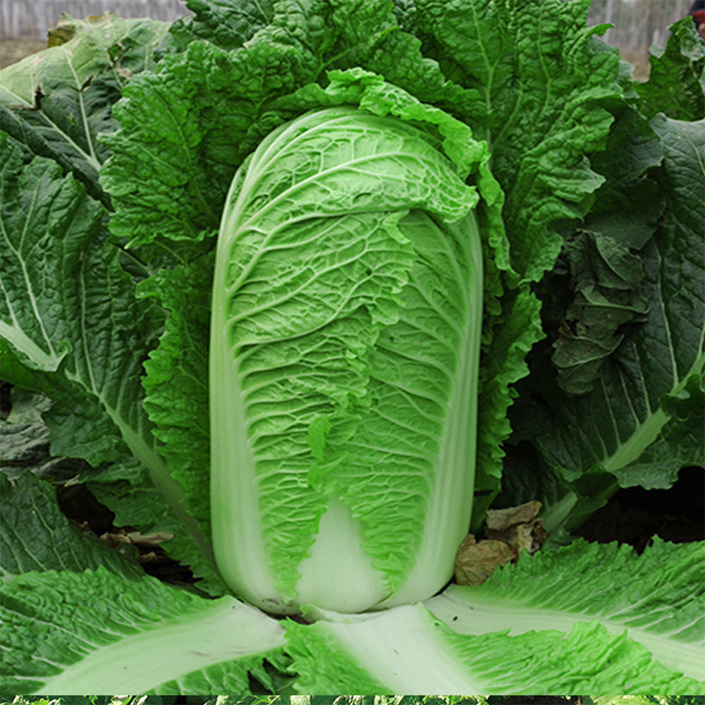 Gaokang 78 Chinese Cabbage Seeds, 5 × 5g Bags