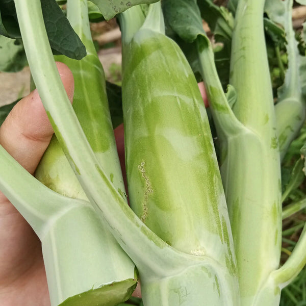 Dajinsun Chinese Kale Seeds, 10g
