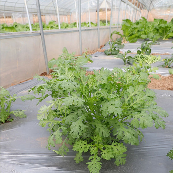 'Emperor's Vegetable' Seeds, 10g