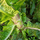 'Jiemei' Red Celtuce, 2000 Seeds