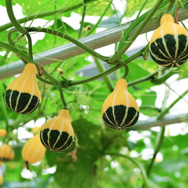 Little Rascal Gourd Seeds, 2g