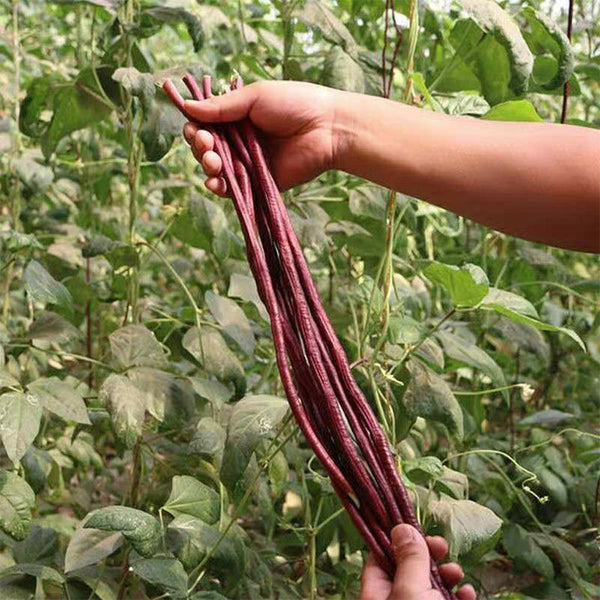 Spring-Autumn Red Cowpea Seeds, 5 × 10g Bags