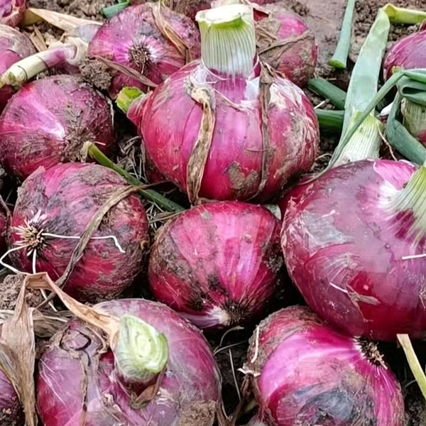 Zilu No.3 Purple Onion Seeds, 2 Grams ≈ 600 Seeds