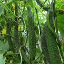 Fuyang Spiny Cucumber Seeds, 30 Seeds
