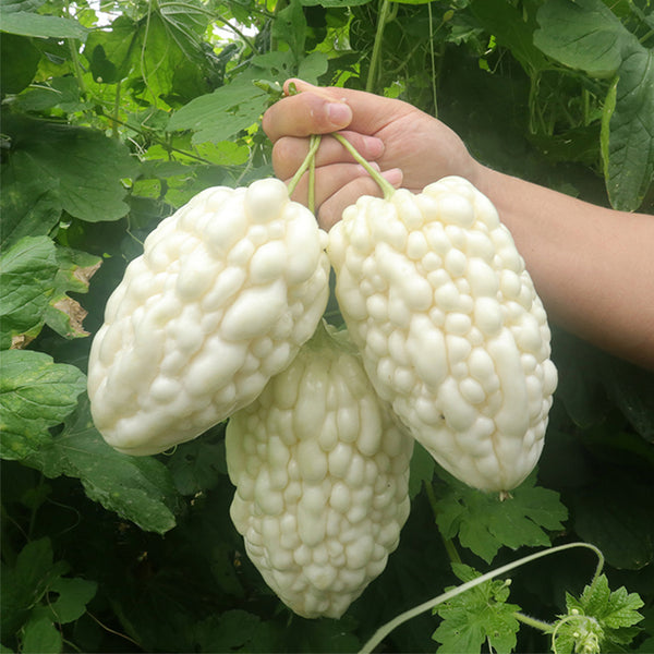 Apple-Type Bitter Melon Seeds, 5 Seeds