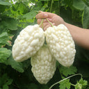 Apple-Type Bitter Melon Seeds, 5 Seeds