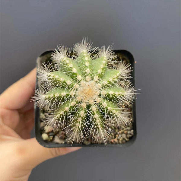 Parodia magnifica, 3-4cm