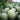 Zhenyu Sweet Melon Seeds, 100 Seeds