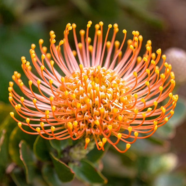 Orange Pincushion Protea, 2 Seeds
