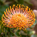 Orange Pincushion Protea, 2 Seeds