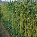 Jiemei No.6 Long Bean Seeds, 20g