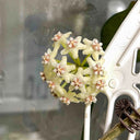 Hoya latifolia, 2 Cuttings