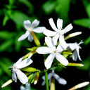 Bouncing Bet Seeds, 200 Seeds