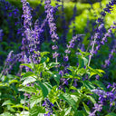 Hezhichun Blue Sage Seeds, 1g