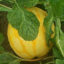 Golden No.3 Watermelon Seeds, Pack of 100