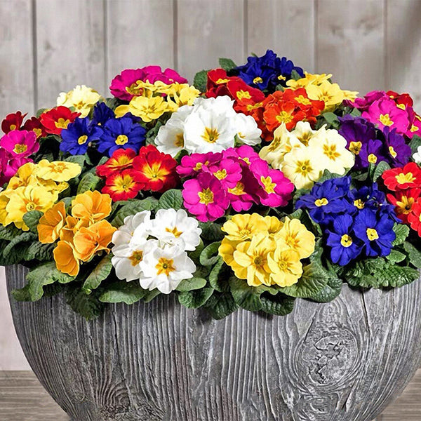English Primrose Seeds, 200 Seeds