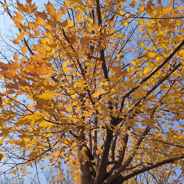 Trident Maple Tree, 100 Seeds