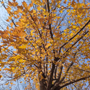 Trident Maple Tree, 100 Seeds