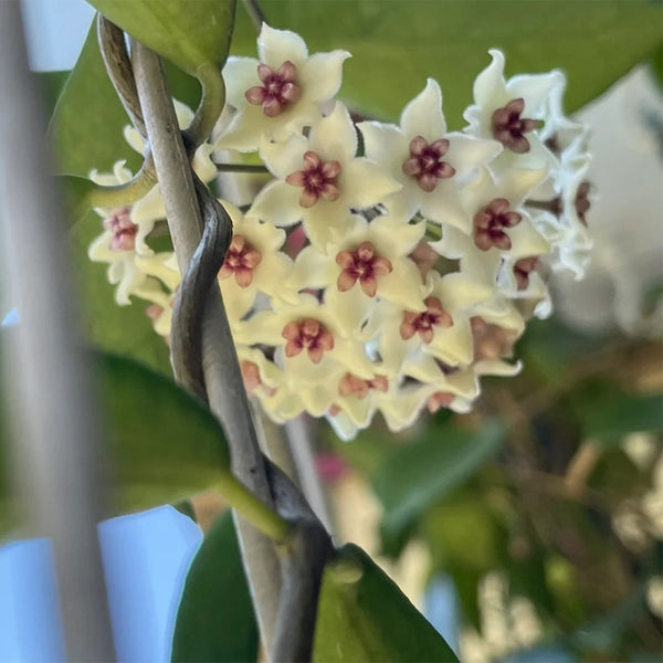 Hoya oblongacutifolia, 5 Cuttings