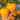 681 Kezula 100 Tomato, 5 Seeds