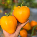 681 Kezula 100 Tomato, 5 Seeds