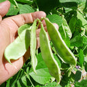 Early-maturing No.1 Hyacinth Bean Seeds, 10g