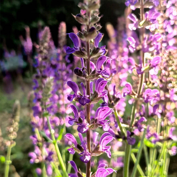 Purple Salvia Seeds, 100 Seeds