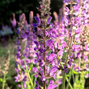 Purple Salvia Seeds, 100 Seeds