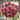 Hoya pubicalyx 'Pink Silver', 5 Cuttings