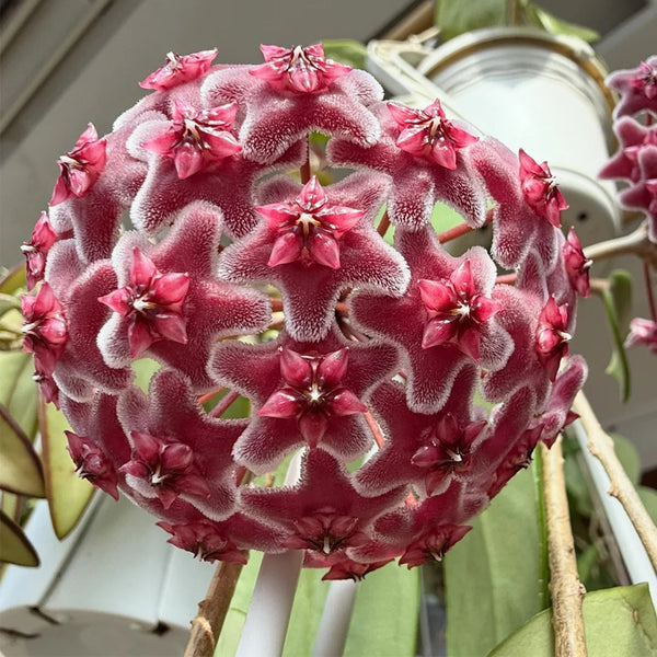 Hoya pubicalyx 'Pink Silver', 5 Cuttings