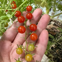 Red Currant Sweet Pea Tomato, 20~30 Seeds