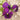 Super Bingo Series Purple Pansy Seeds, 100 Seeds
