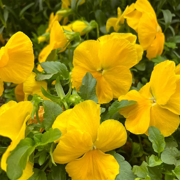 Hezhichun Pansy 'Late Autumn', 30 Seeds