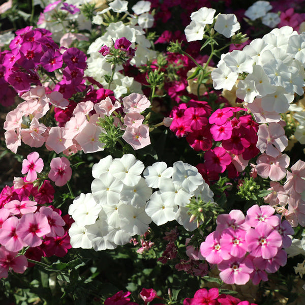 Phlox (Mixed Colors), 200 Seeds