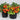 444 Hardin's Miniature Tomato, 5 Seeds
