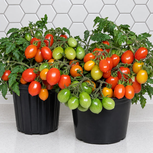 444 Hardin's Miniature Tomato, 5 Seeds