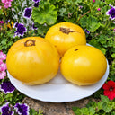 327 Dwarf Idaho Gem Tomato, 5 Seeds