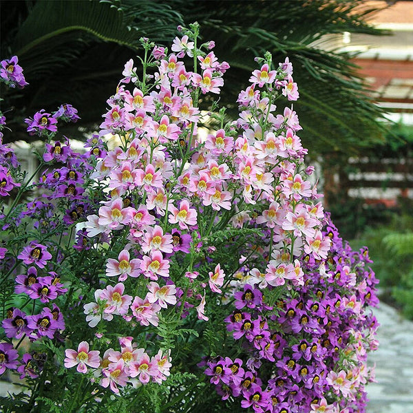 Poor man's Orchid (Schizanthus pinnatus) Seeds, 200 Seeds